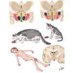 Hypothalamic Control of Appetite