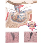 Blood Supply of Hypothalamus - Vascular Relation to Hypophysis