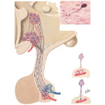 Control of Water Secretion - Antidiuretic Hormone