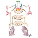 Control of Respiration