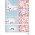 Islet Cell Pathology in Experimental Animals