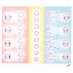 Errors in Chromosomal Sex