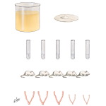 58138		6	Bone and Calcium	Histology of the Normal Parathyroid Glands	154																																																																																																																																																																																																																																																						