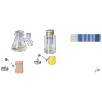 Insulin Assays