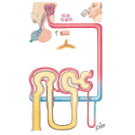 Secretion and Action of Vasopressin