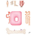 Pathologic Physiology of Pseudohypoparathyroidsim