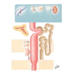 Physiology of Aldosterone