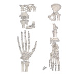 Skeletal Maturation and Growth