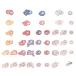 Histology of the Adenohypophysis