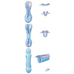 Formation of the Brain