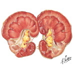 Radiation Effects on the Kidney