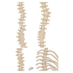 Congenital Scoliosis: Closed types