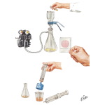 Millipore Filter Technic