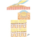 Somatic Neuromuscular Transmission