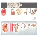 Hereditary Glomerulonephritis