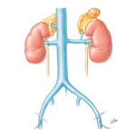 Differential Renin and Aldosterone