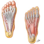 Muscles, Arteries, and Nerves of Sole of Foot