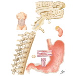 Neuroregulation of Gastric Activity