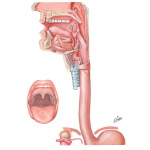 Neuroregulation of Deglutition