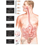 Effects of Total Gastrectomy