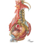 Innervation of Small and Large Intestine