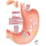 Digestive Activity of Stomach
