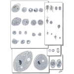 Helminths and Protozoa Infesting the Human Intestine