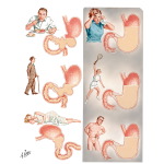 Factors Influencing Gastric Activity
