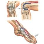 The Knee - The Ankle