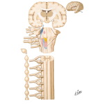 Neuroregulation of Deglutition