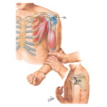 The Shoulder