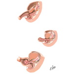 Development of Gastrointestinal Tract at 5 Weeks, 6 Weeks, and 2 Months