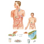 Enteric (Typhoid, Paratyphoid) Fever: Epidemiology and Pathogenesis