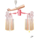 Renal Artery Stenosis - Principles of Stamey Test