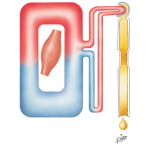 Creatinine Clearance