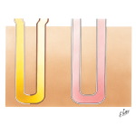 Interaction of the Countercurrent Multiplier System of the Loop of Henle and the Countercurrent Exchange System of the Vasa Recta