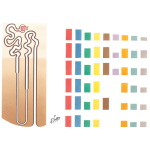 Enzymology of the Nephron