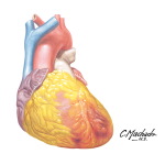 Heart