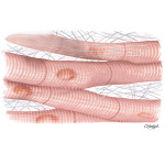 Myocardial Cells