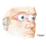 Eyeball: Musculature