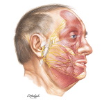 Musculature of Face