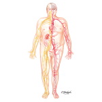 Micro- and Macrovascular Complications In Diabetes Mellitus