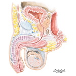 Male Urogenital System: Cross Section