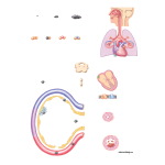 Cardiovascular Effects of Air Pollutants