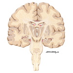 Coronal Forebrain Sections (Level 6 of 10)
