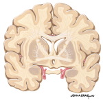 Coronal Forebrain Sections (Level 3 of 10)