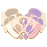 Brainstem Section (Level #14 of 14)