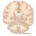 Coronal Forebrain Sections (Level 9 of 10)