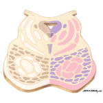 Brainstem Section (Level #10 of 14)