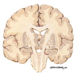 Coronal Forebrain Sections (Level 5 of 10)